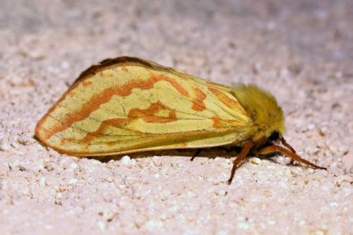 Hepialus humuli